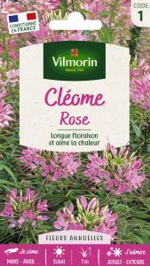 Cléome Rose